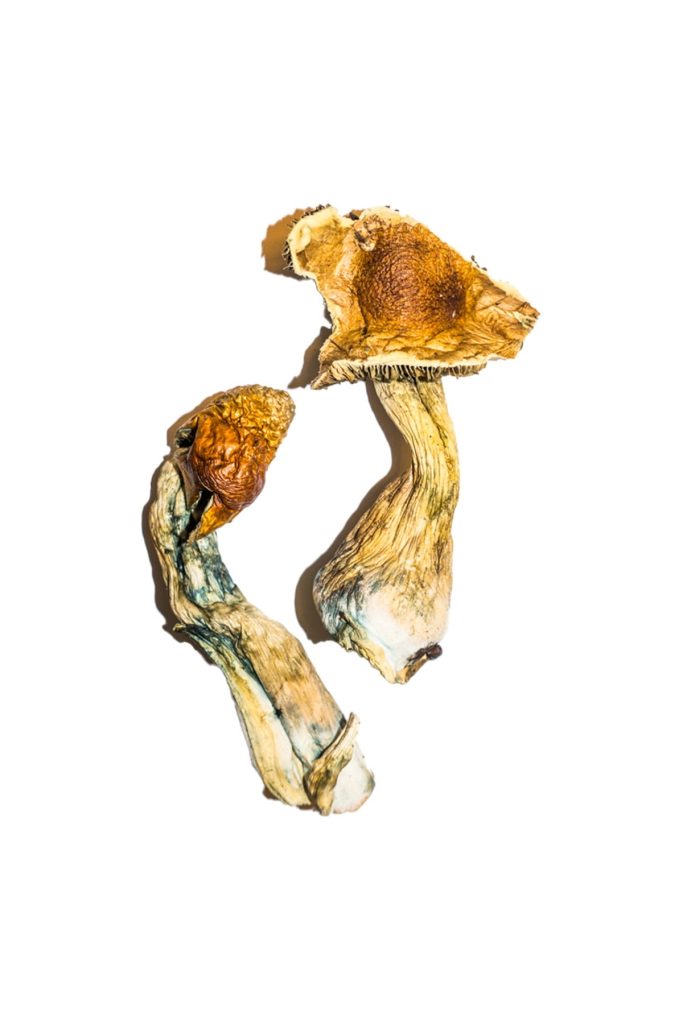 B-Magic-Mushroom-683x1024