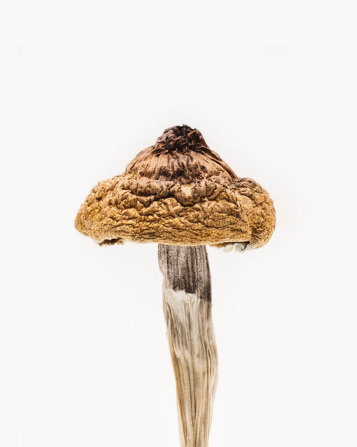 B+ Magic Mushrooms B+ Magic Mushrooms