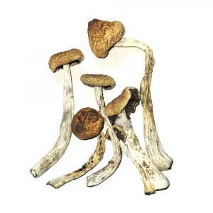 Tidal Wave Magic Mushrooms Tidal Wave Magic Mushrooms