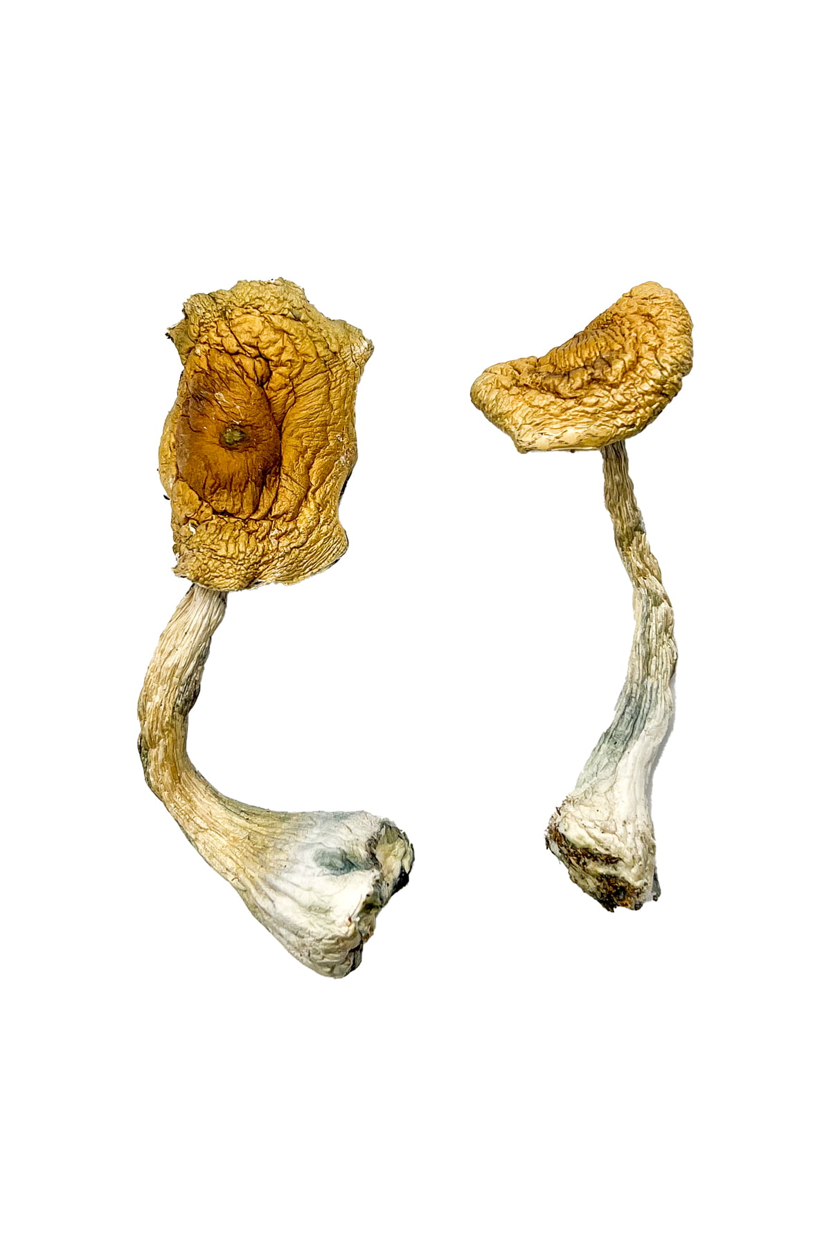 Tidal-Wave-Shrooms