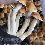 Tidal Wave Magic Mushrooms Tidal Wave Magic Mushrooms